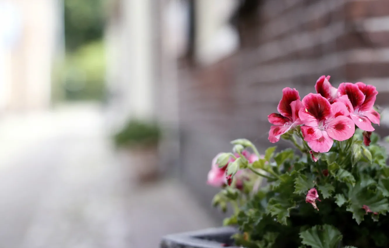 Photo wallpaper flowers, background, street