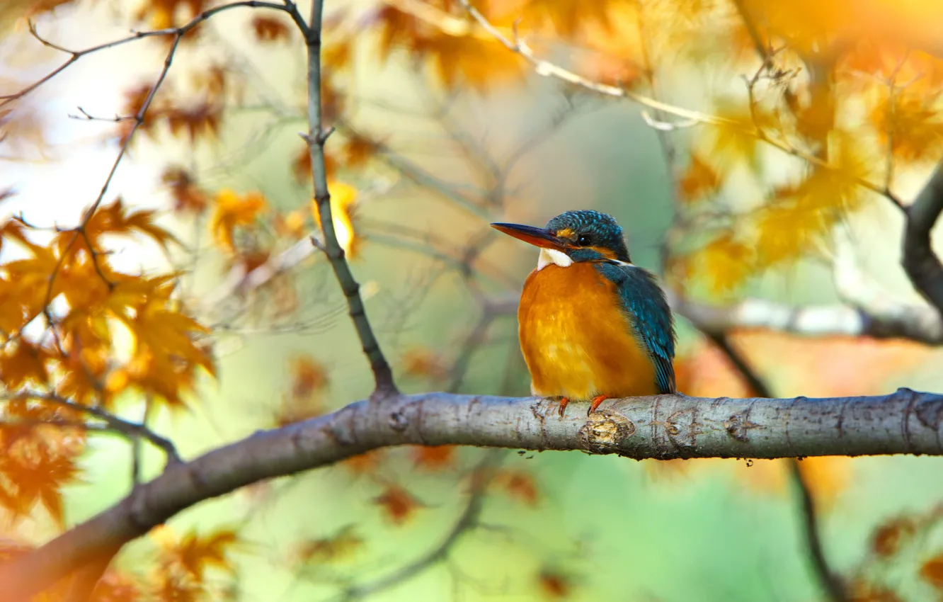 Photo wallpaper leaves, trees, branches, bird, Kingfisher, autumn