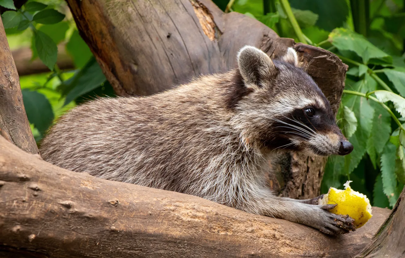 Photo wallpaper trees, branches, raccoon, profile, face, pear, meal
