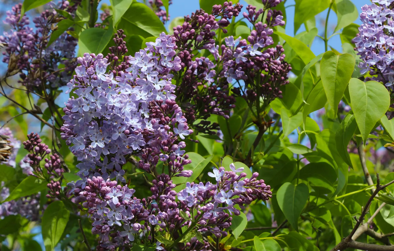 Photo wallpaper flower, spring, twig, blooming