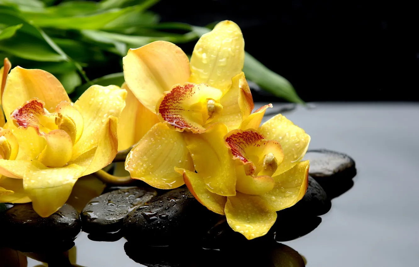 Photo wallpaper water, flowers, stones