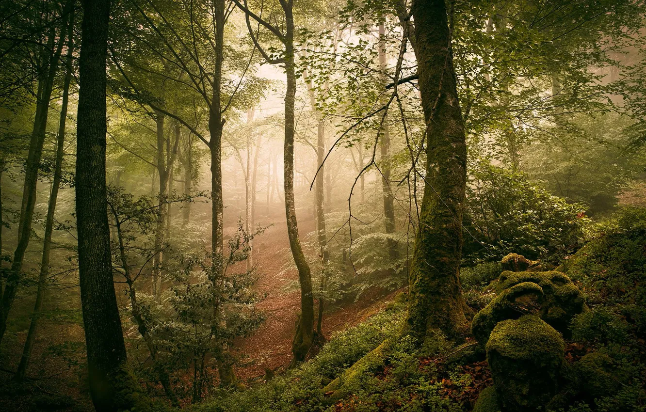Photo wallpaper greens, forest, trees, branches, fog, Park, stones, foliage