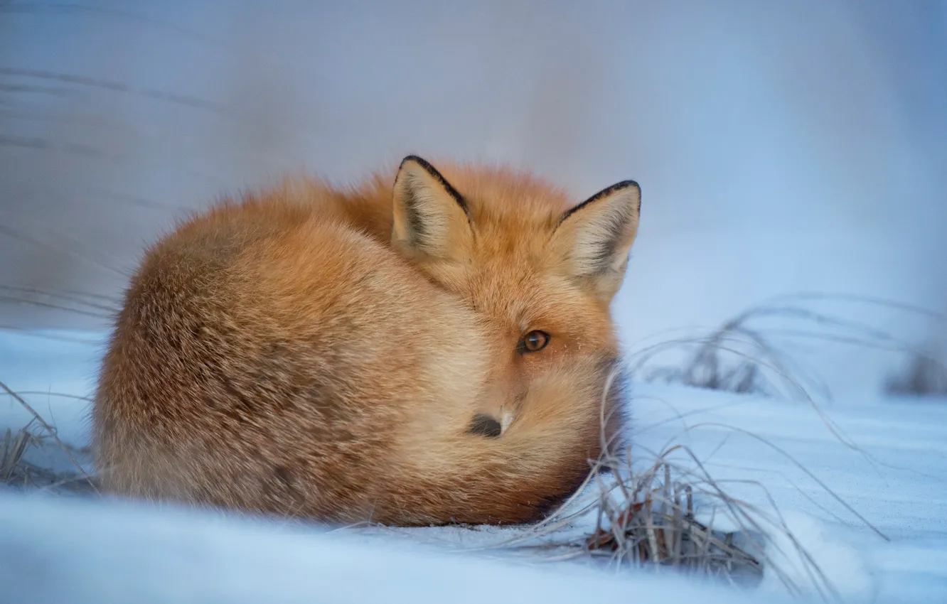 Photo wallpaper winter, snow, Fox, fur, Fox