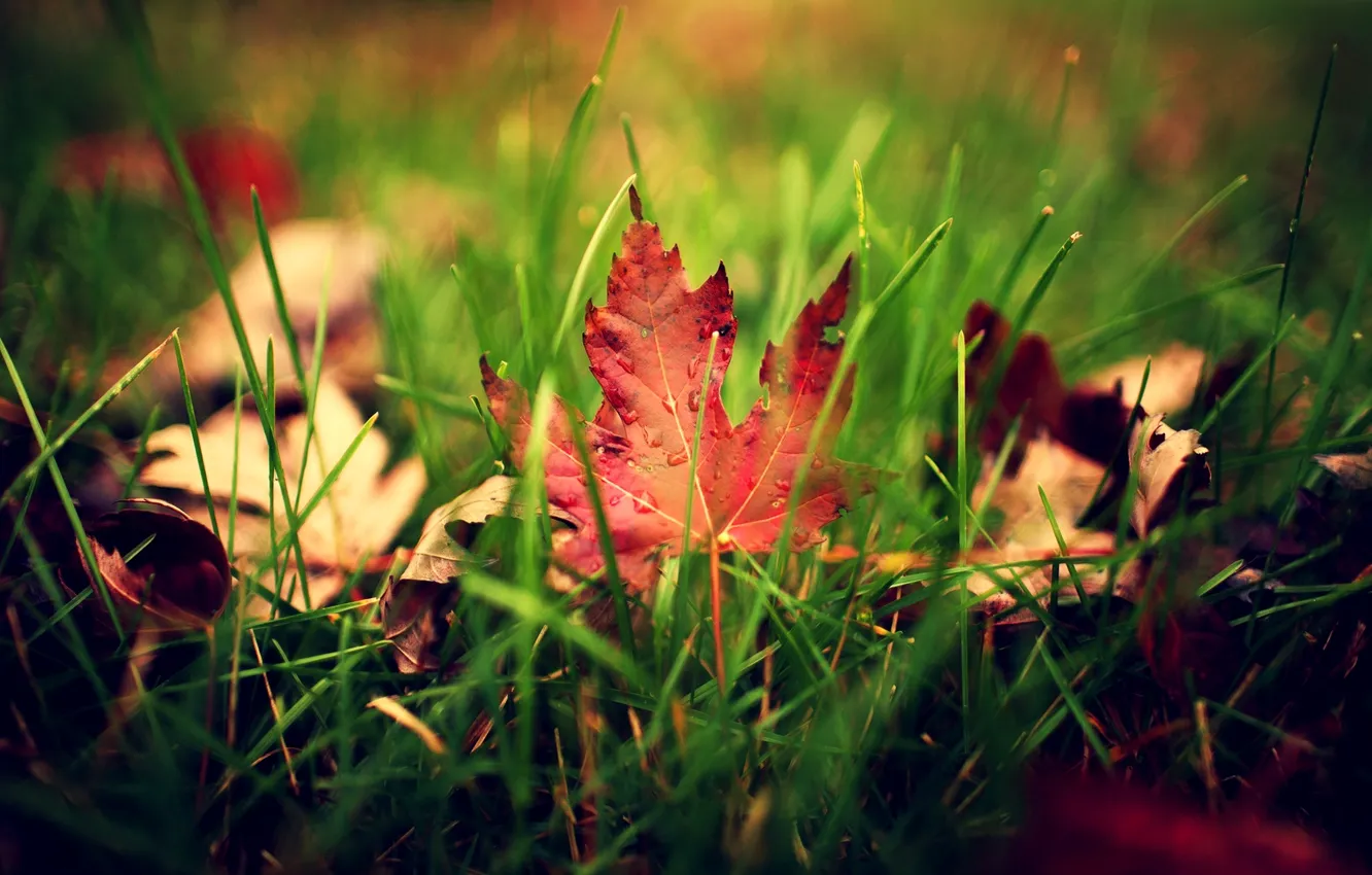 Photo wallpaper greens, autumn, grass, leaves, drops, macro, sheet, droplets