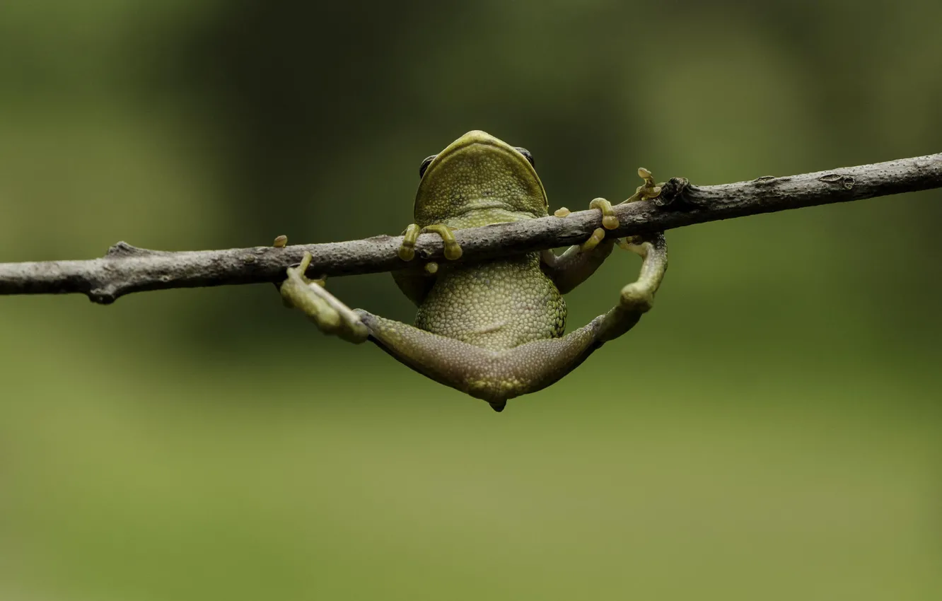 Photo wallpaper macro, green, background, frog, legs, branch, hanging