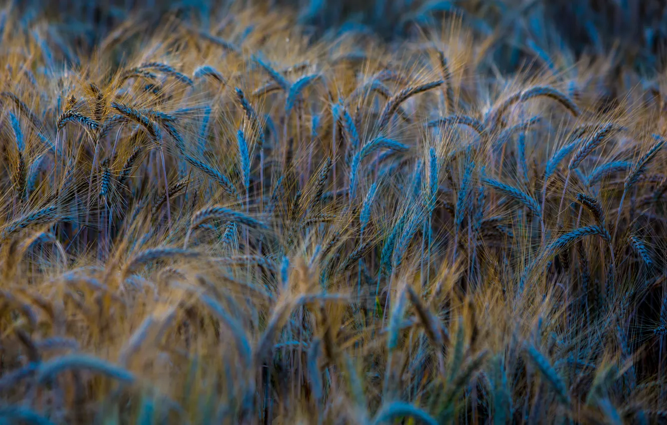 Photo wallpaper wheat, field, macro, nature, background, blue, widescreen, Wallpaper