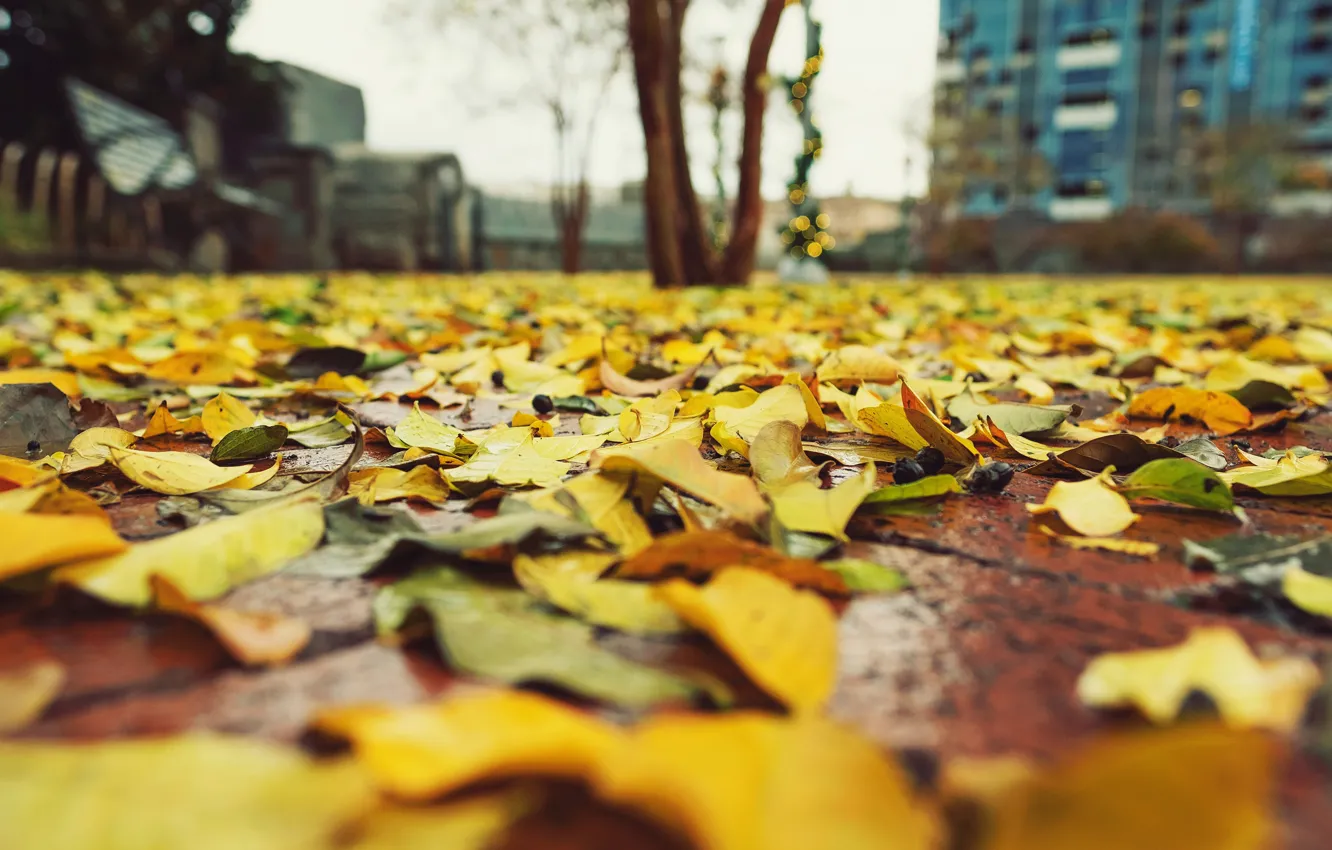 Photo wallpaper road, autumn, yellow, the city, foliage, home, falling leaves, bokeh