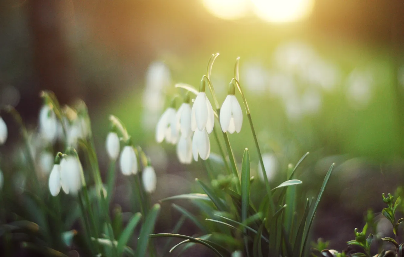 Photo wallpaper greens, forest, grass, light, flowers, nature, spring, snowdrops