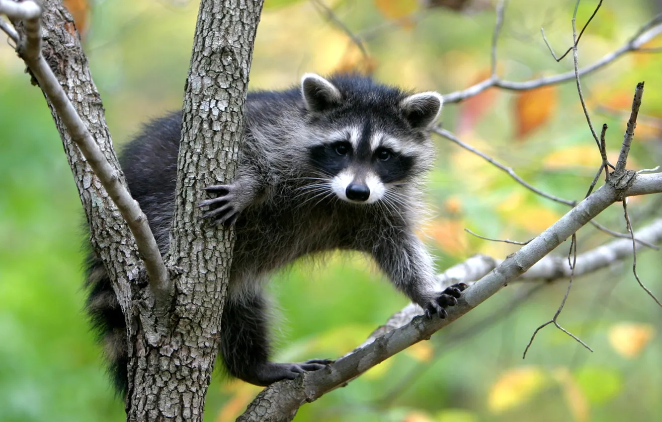 Photo wallpaper nature, raccoon, interesting animal