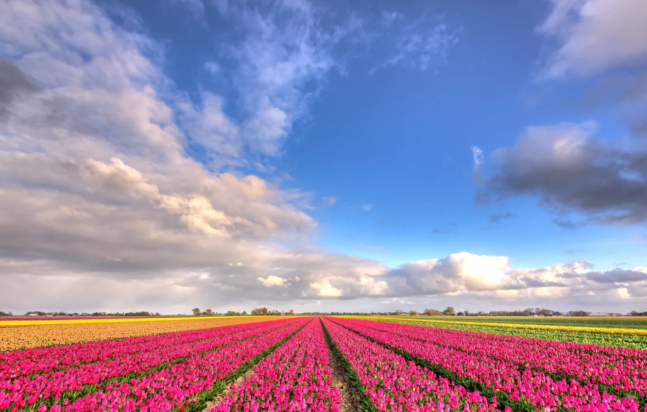 Photo wallpaper field, clouds, flowers, nature, blue sky