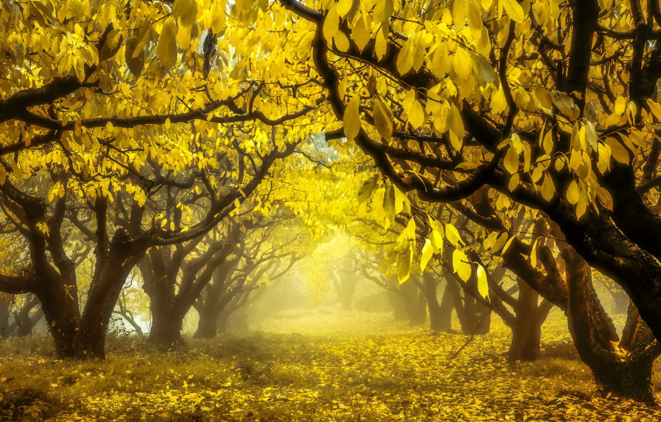 Photo wallpaper autumn, nature, garden