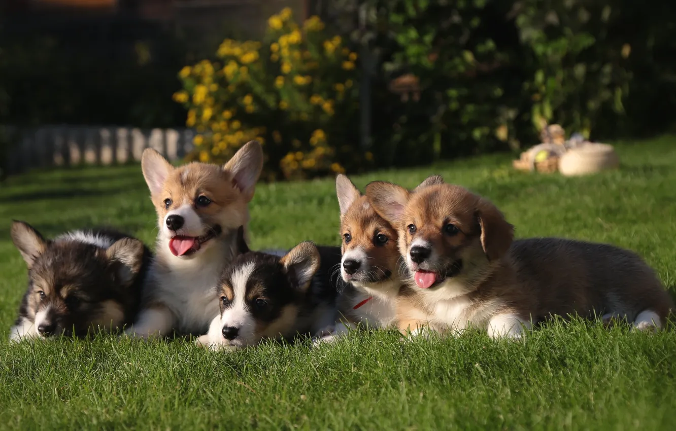 Photo wallpaper grass, puppies, Corgi