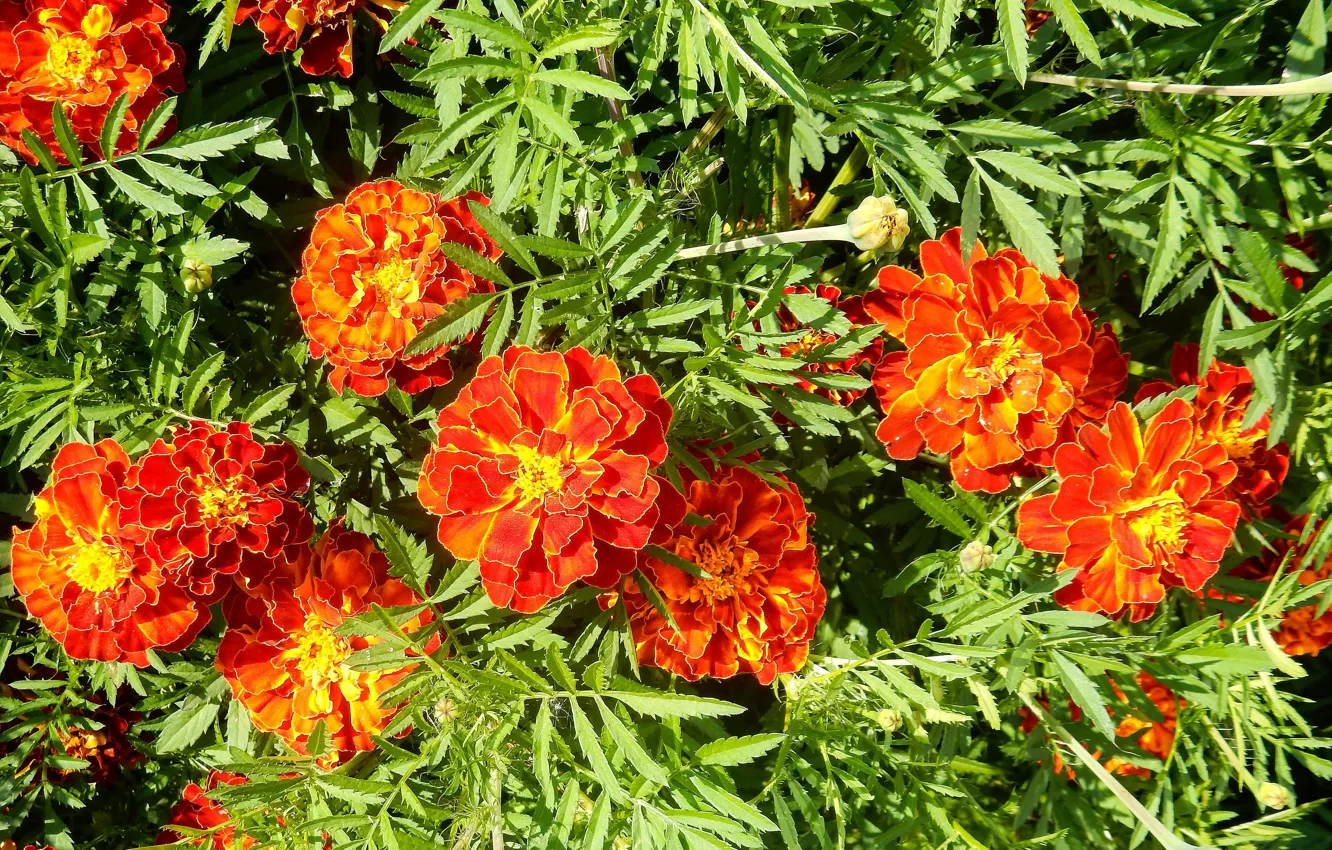 Photo wallpaper summer, flowers, summer, widescreen, flowers, background, фон background, the Wallpapers
