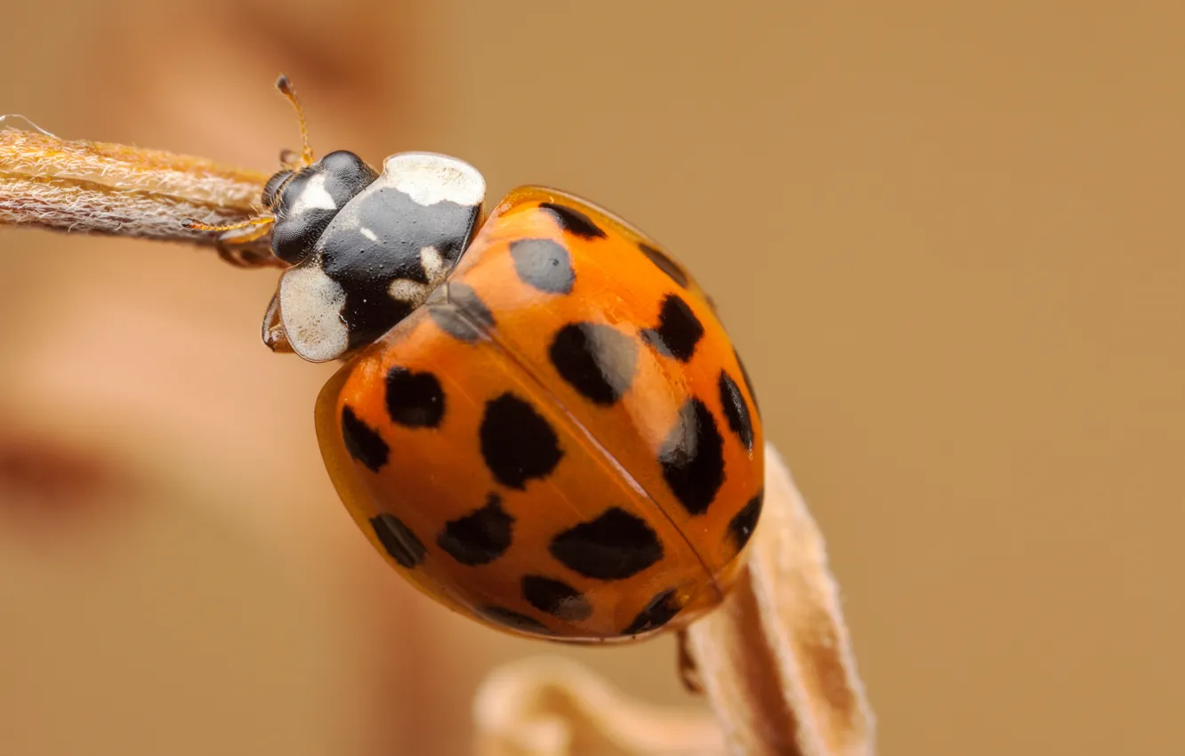 Photo wallpaper ladybug, stem, insect, bokeh