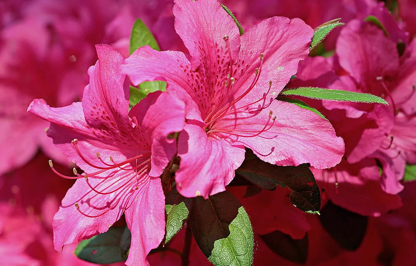 Photo wallpaper flowers, pink, flowering, Azalea
