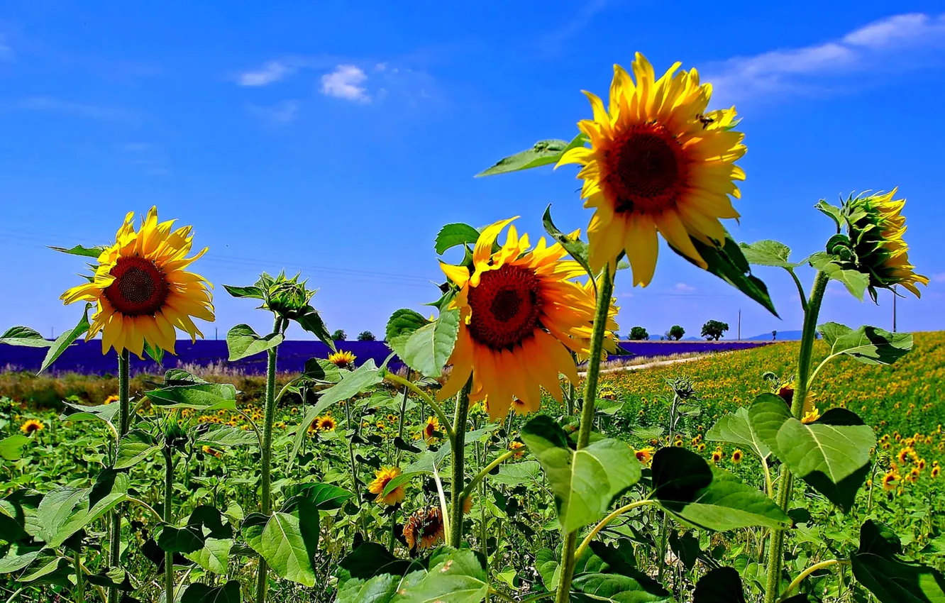 Photo wallpaper flowers, hills, France, field, sunflower