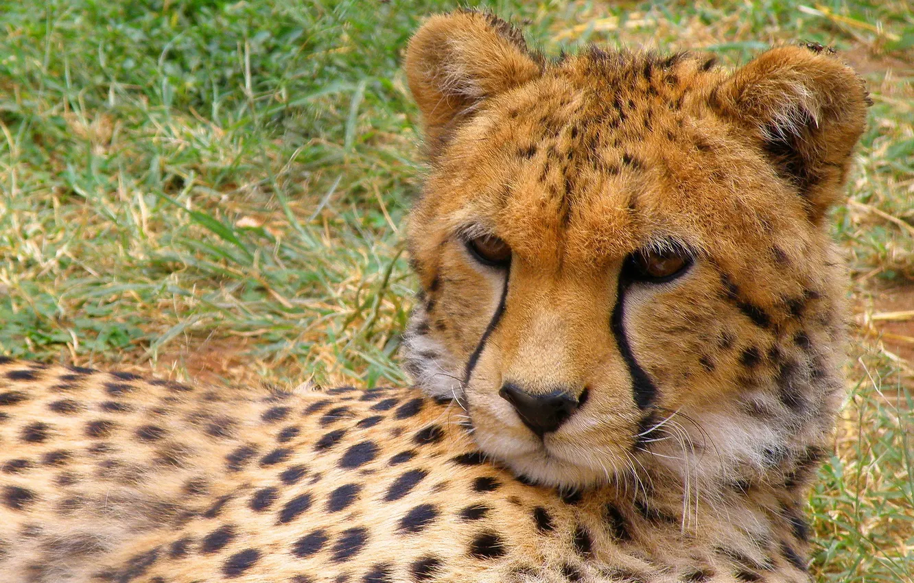 Photo wallpaper face, stay, predator, Cheetah