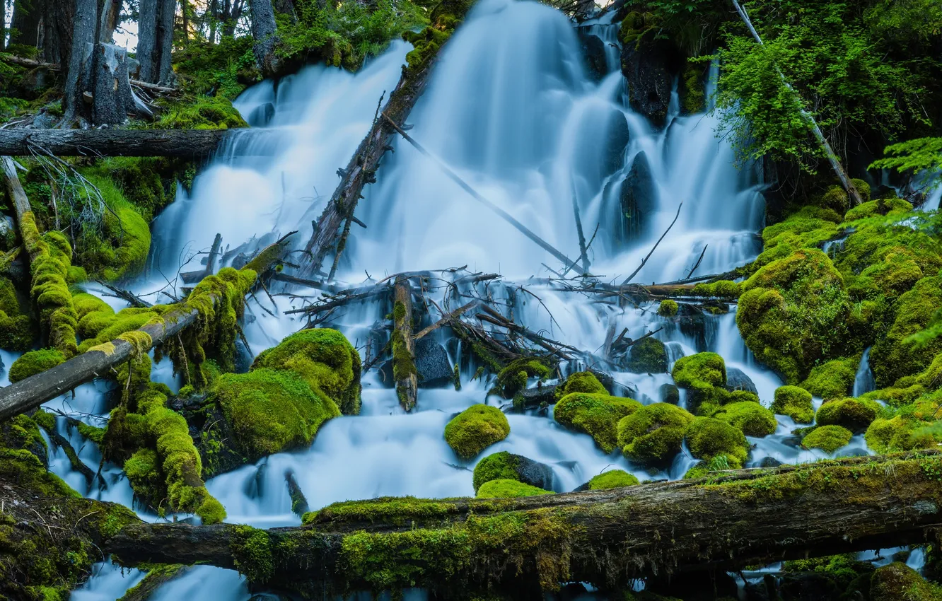 Photo wallpaper forest, trees, river, stones, moss, stream