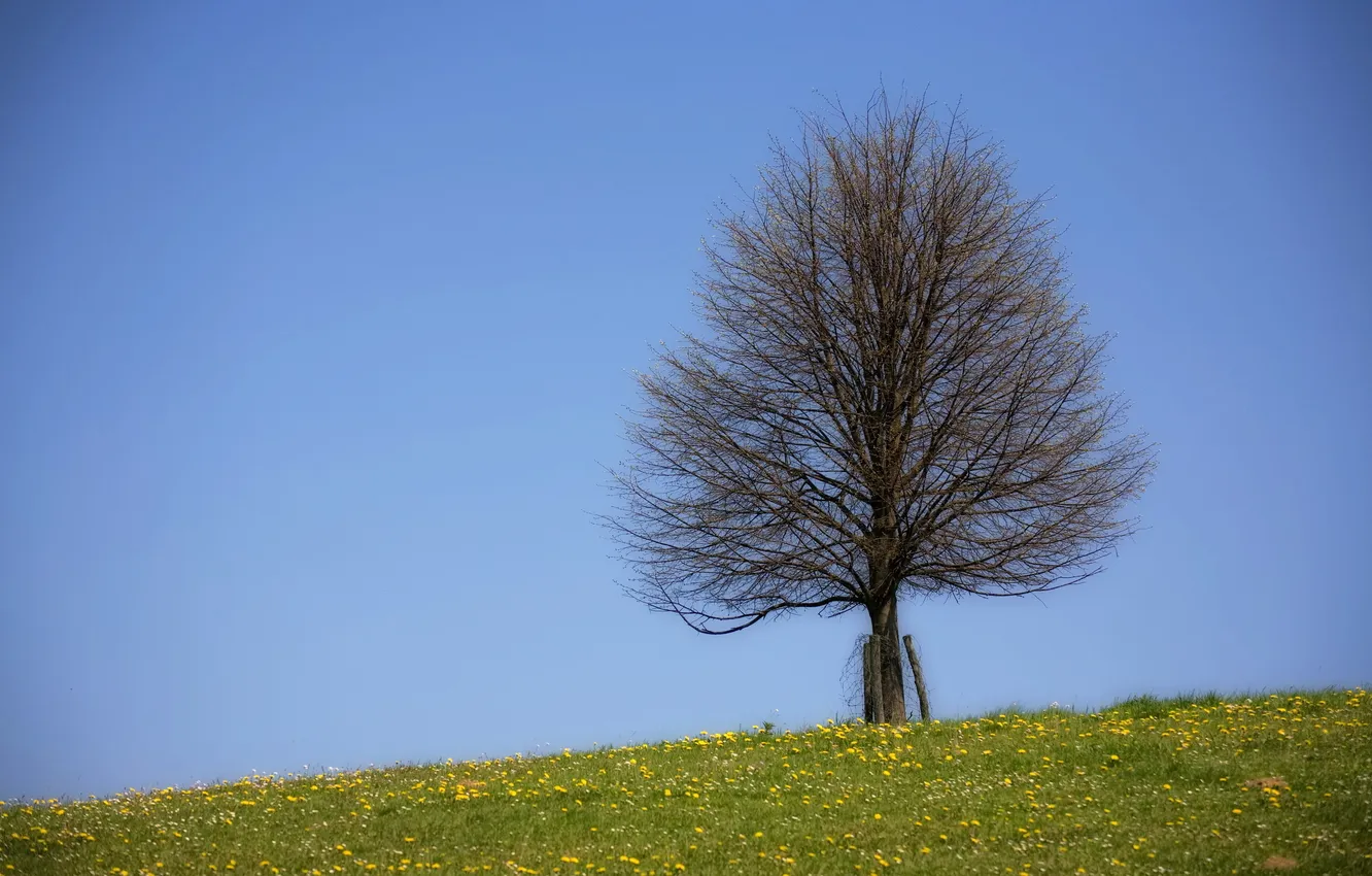 Photo wallpaper summer, the sky, trees, landscape