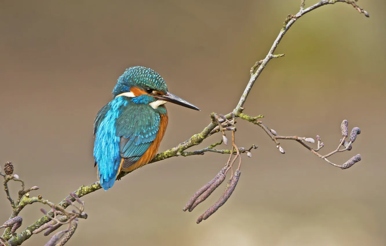 Photo wallpaper branches, bird, Kingfisher