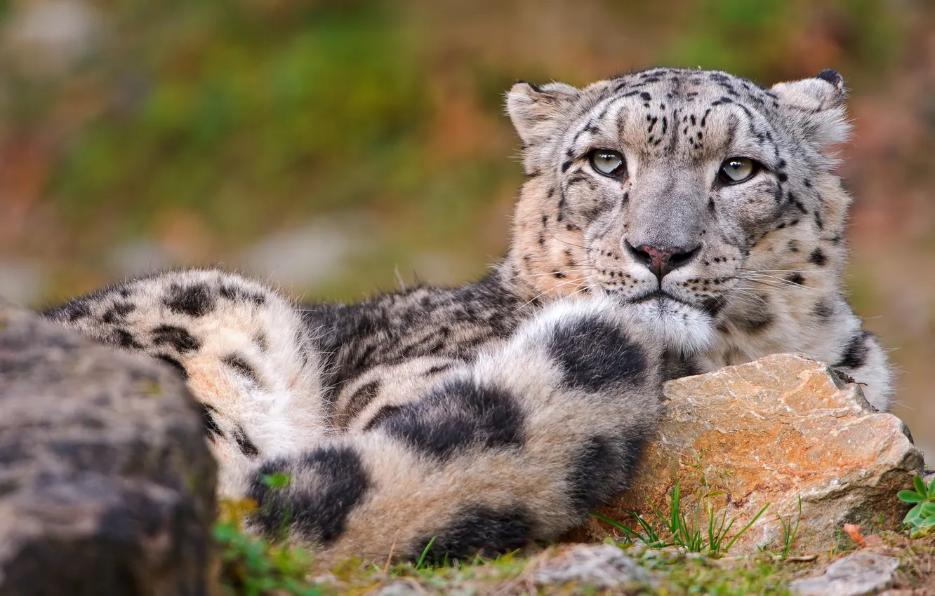 Photo wallpaper look, Wallpaper, lies, snow leopard, unhappy