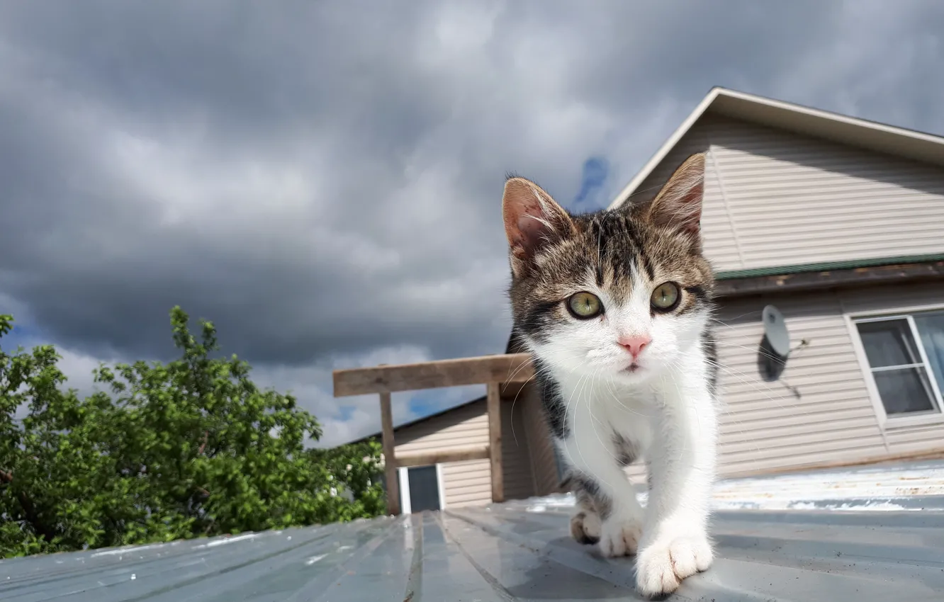 Photo wallpaper cat, cat, kitty, cat