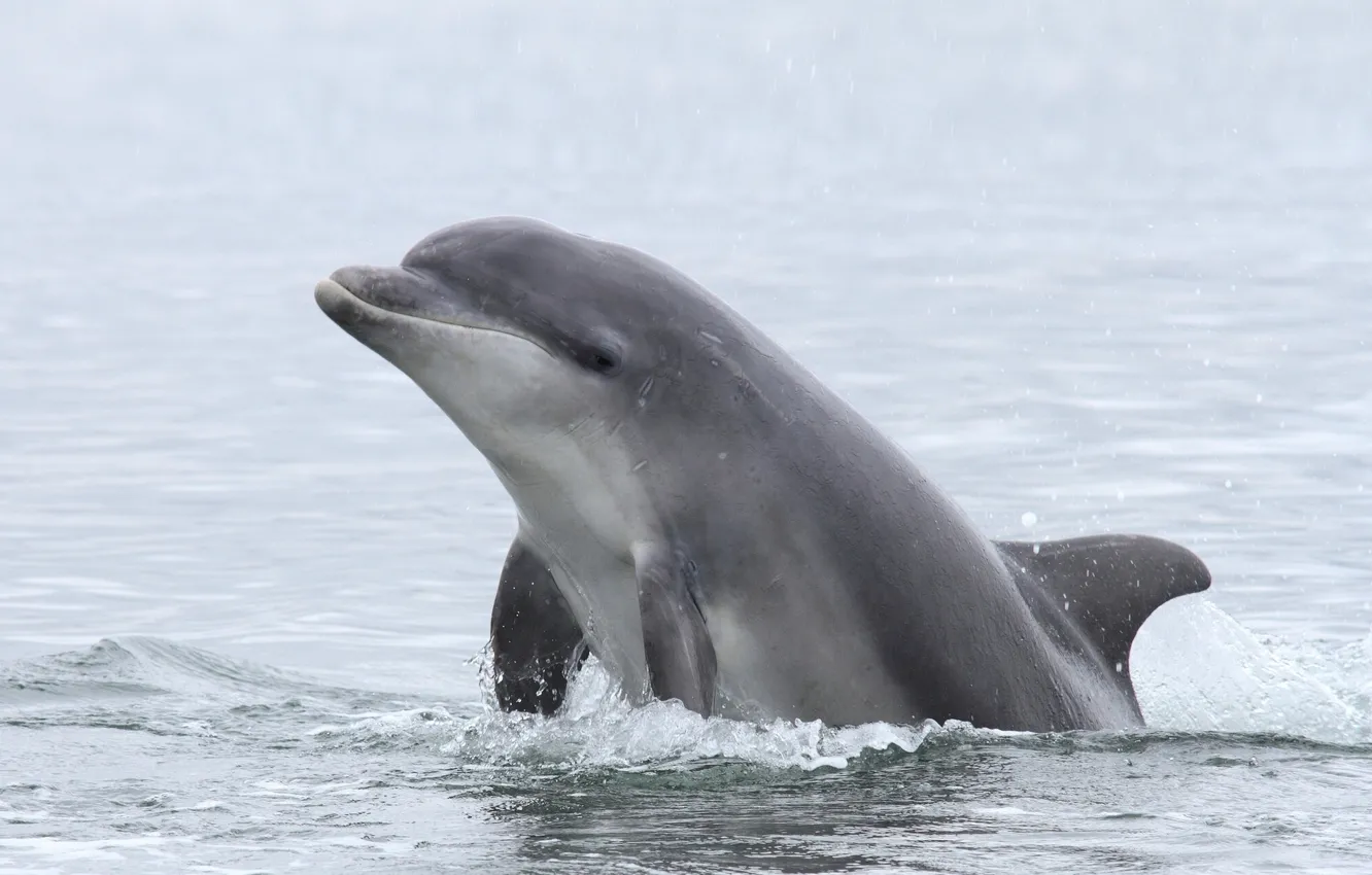 Photo wallpaper water, squirt, dolphins