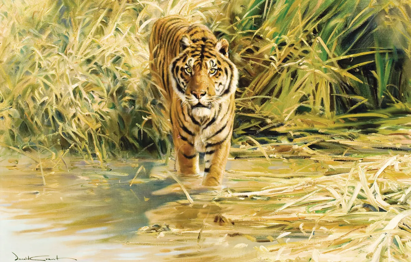 Photo wallpaper tiger, figure, painting, Tiger, Donald Grant