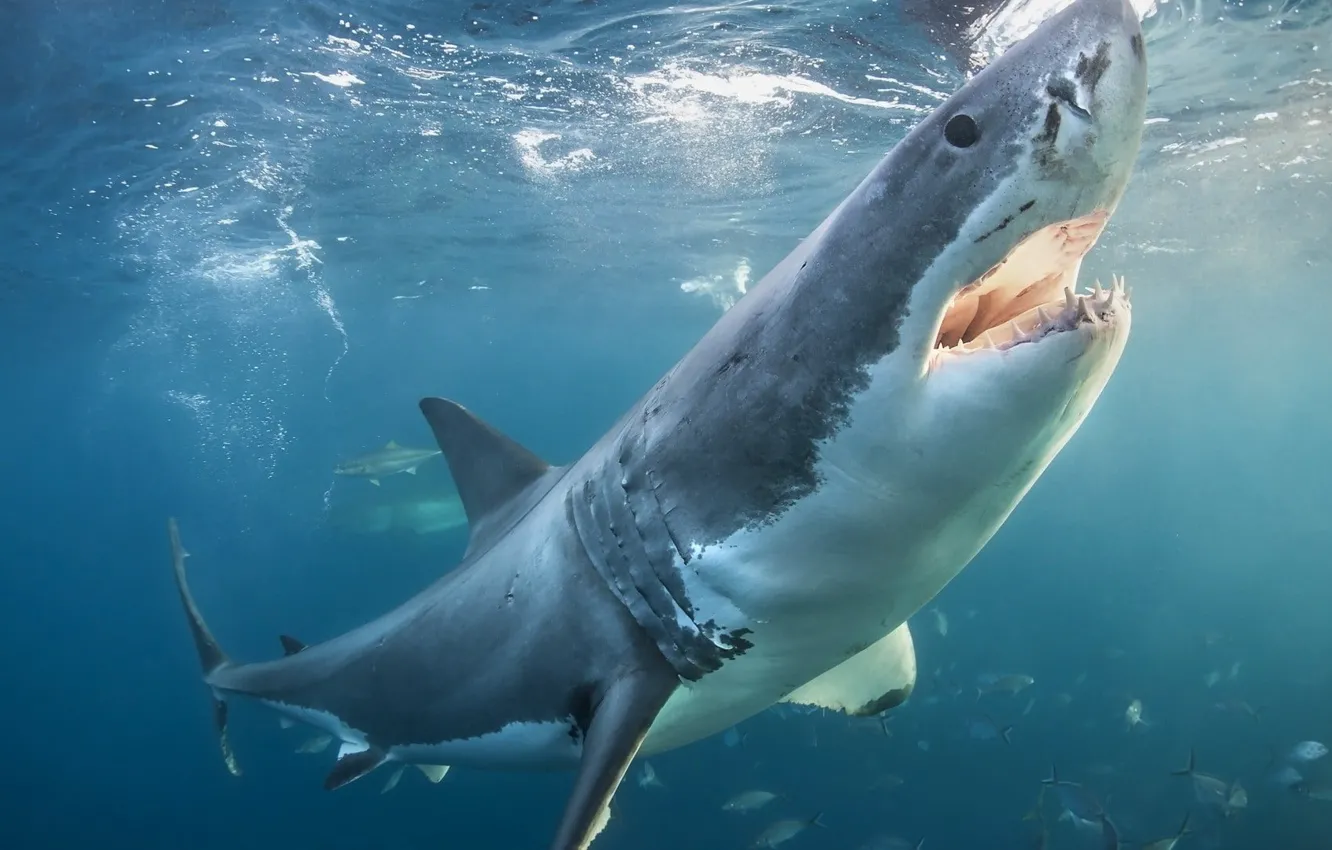 Photo wallpaper underwater, sea, Great white shark, animals in the wild, animal wildlife