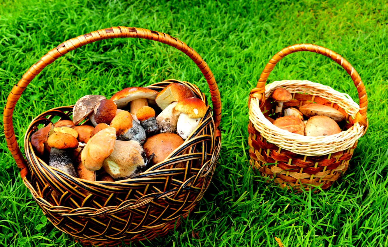 Photo wallpaper summer, grass, mushrooms, white, basket, aspen, boletus