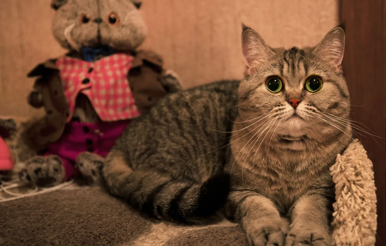Photo wallpaper cat, cat, look, comfort, grey, toy, home, lies