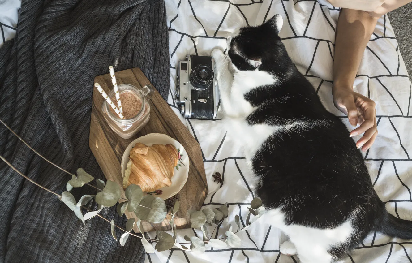 Photo wallpaper cat, the camera, lies, croissant, chubby