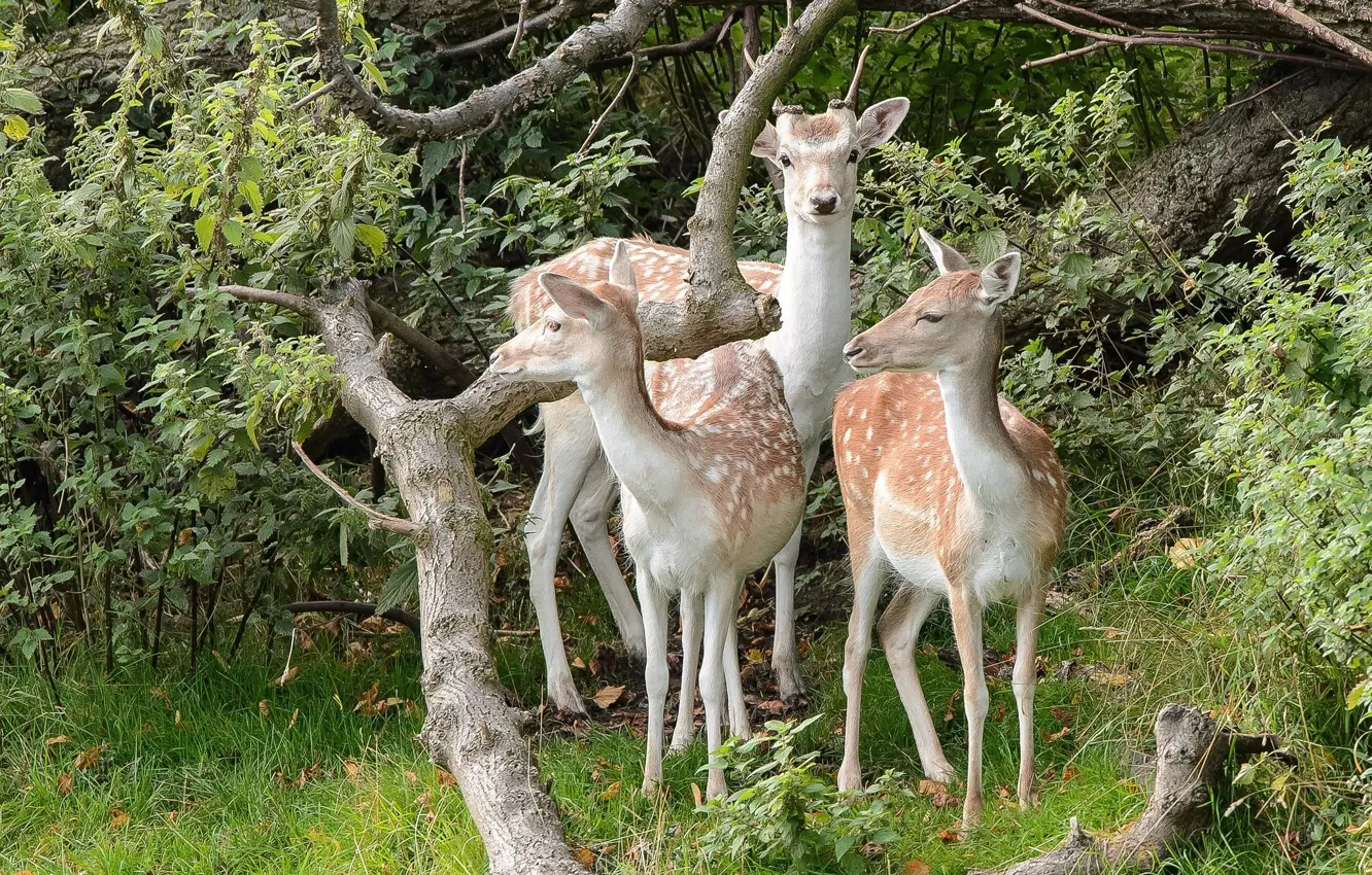 Photo wallpaper forest, nature, deer, trio, nettle