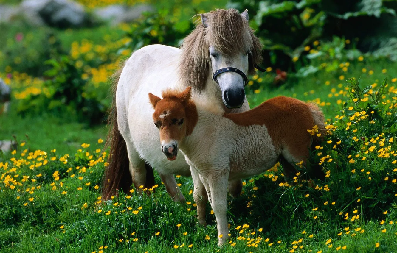 Photo wallpaper grass, horse, foal