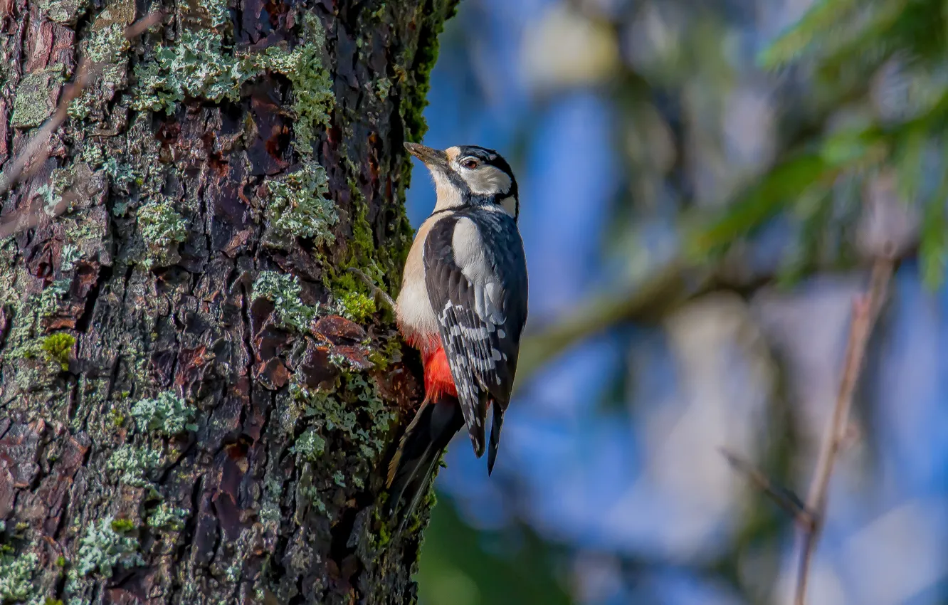 Photo wallpaper autumn, look, trees, bird, woodpecker