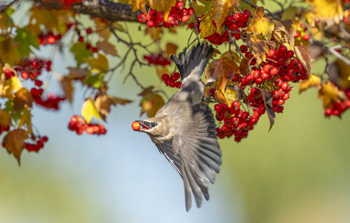 Photo wallpaper autumn, leaves, light, trees, branches, berries, wings, Rowan