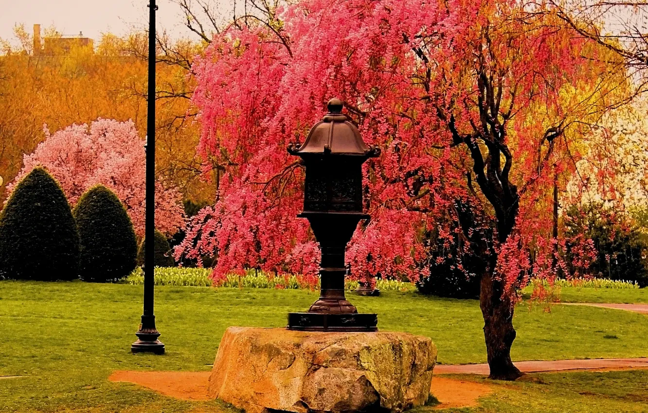 Photo wallpaper autumn, trees, Park, trees, nature, park, autumn, fall