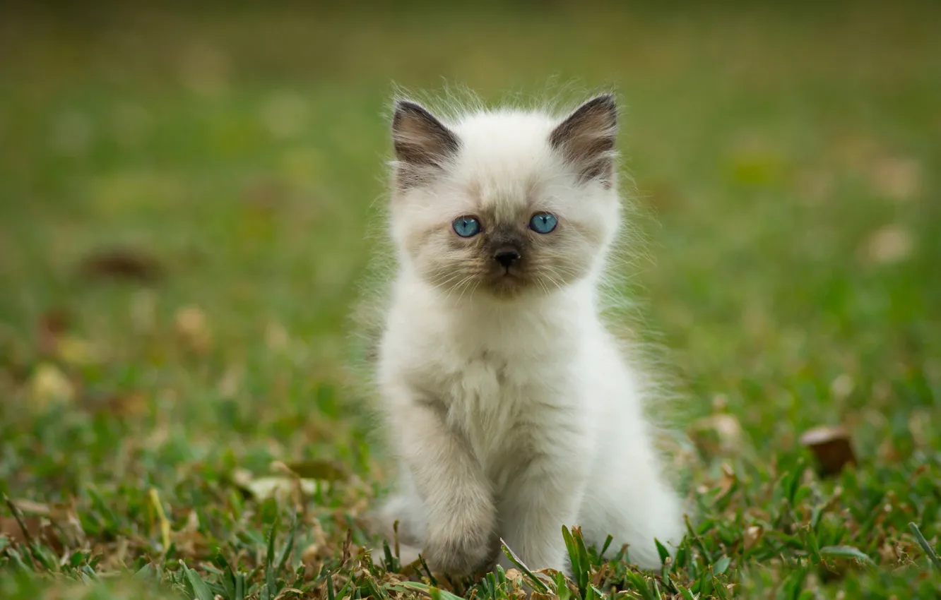 Photo wallpaper grass, kitty, petphotography