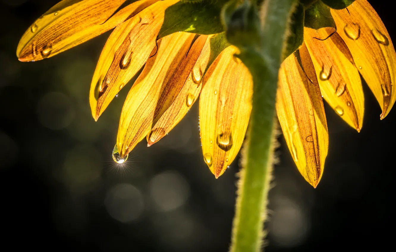 Photo wallpaper summer, sunflowers, nature