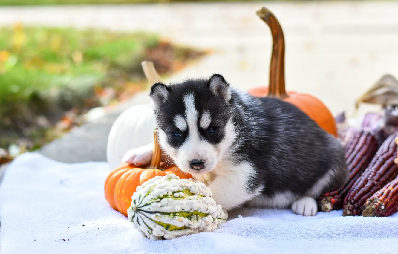 Photo wallpaper autumn, pose, background, dog, corn, baby, pumpkin, puppy