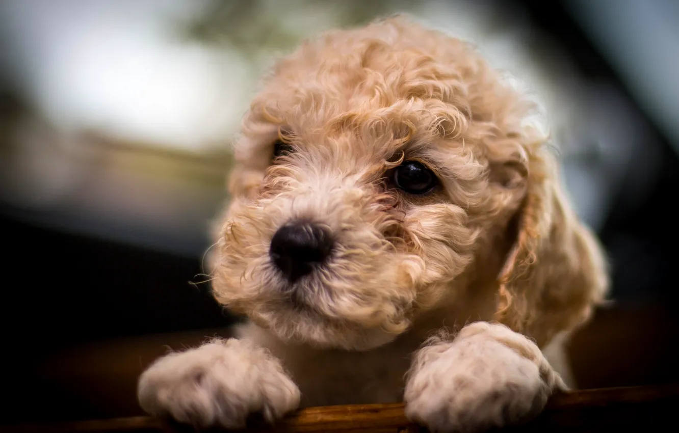 Photo wallpaper dog, muzzle, puppy, poodle