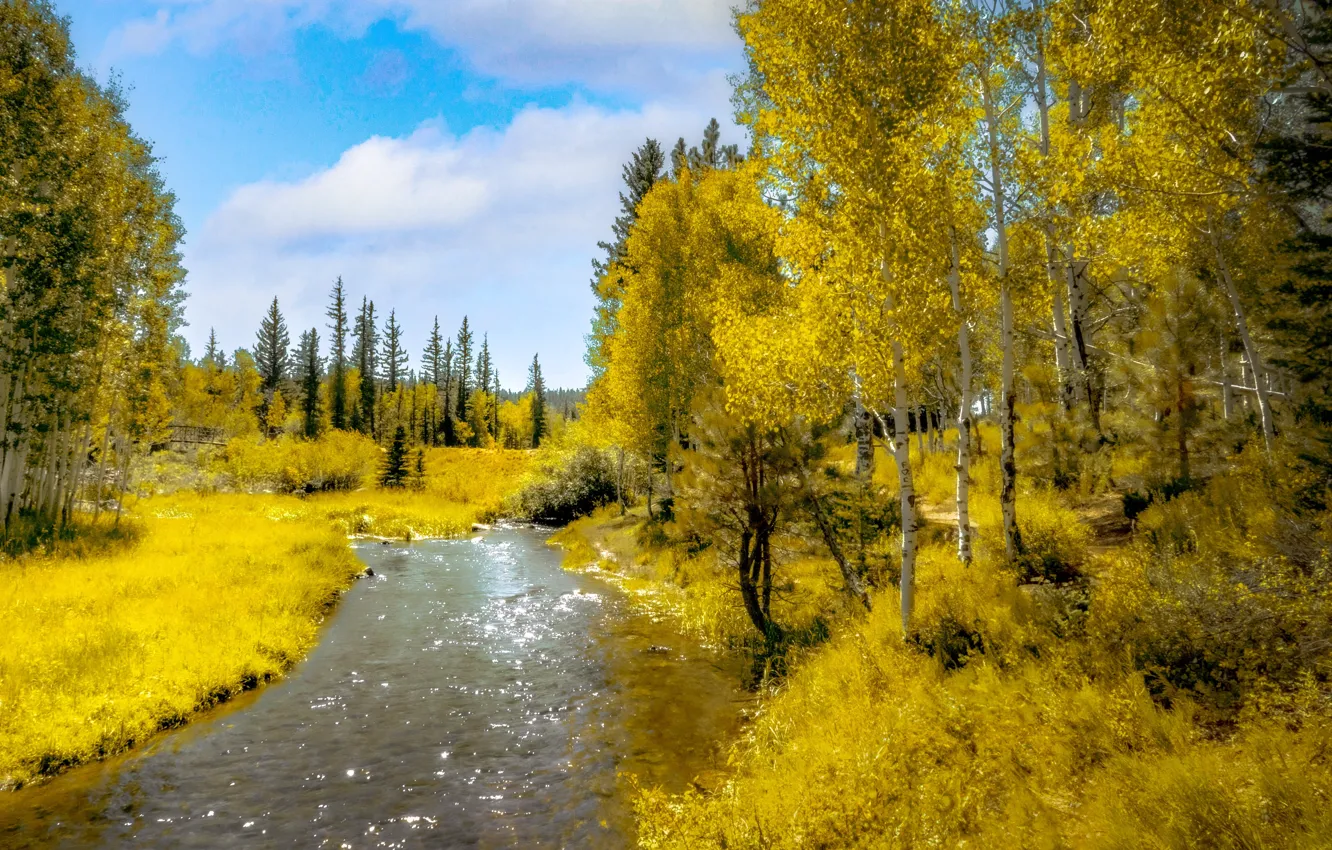 Photo wallpaper autumn, river, birch