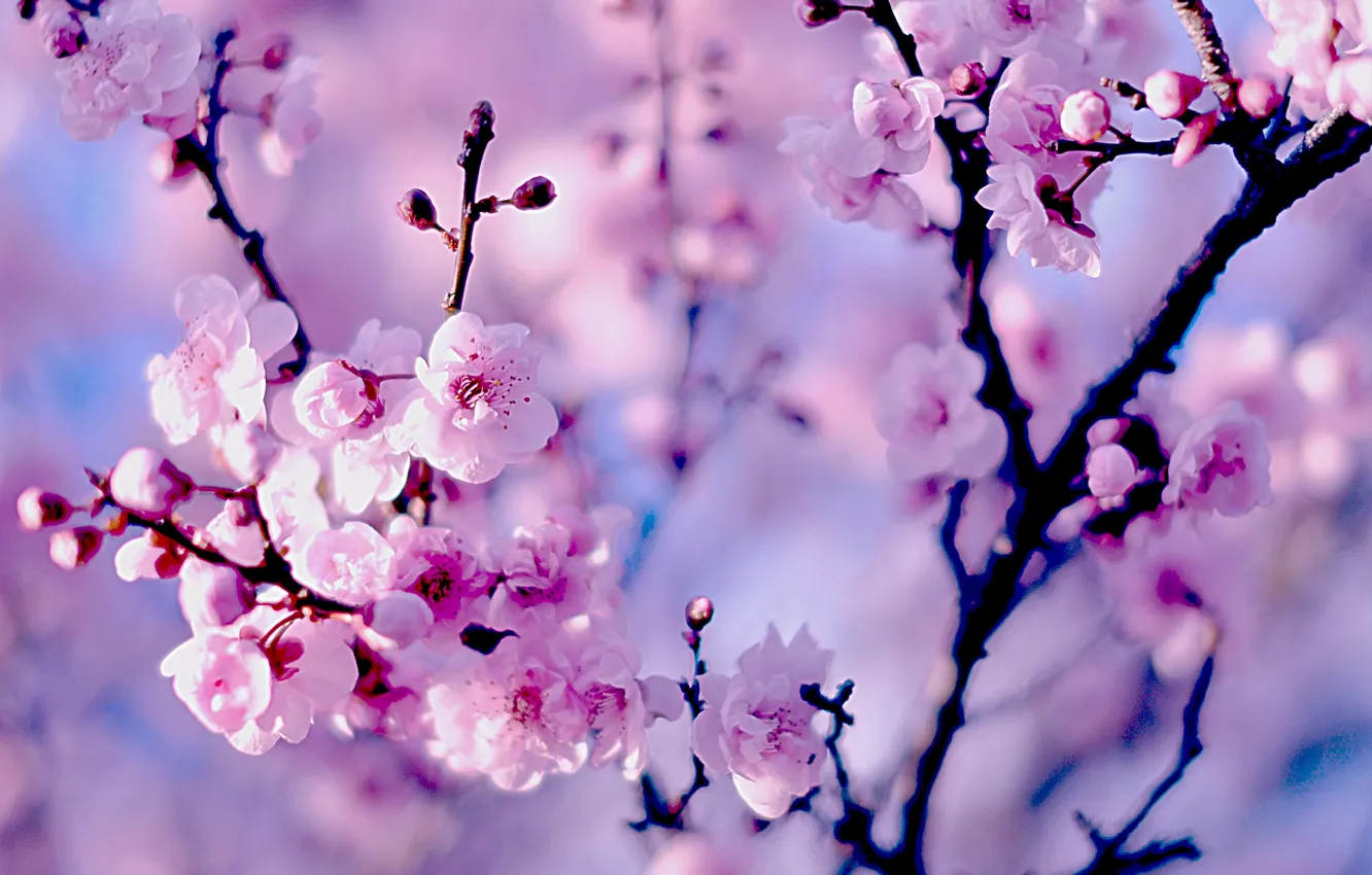 Photo wallpaper branches, cherry, Sakura, flowering, flowers, bokeh