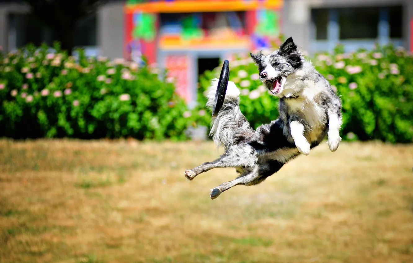 Photo wallpaper jump, the game, dog