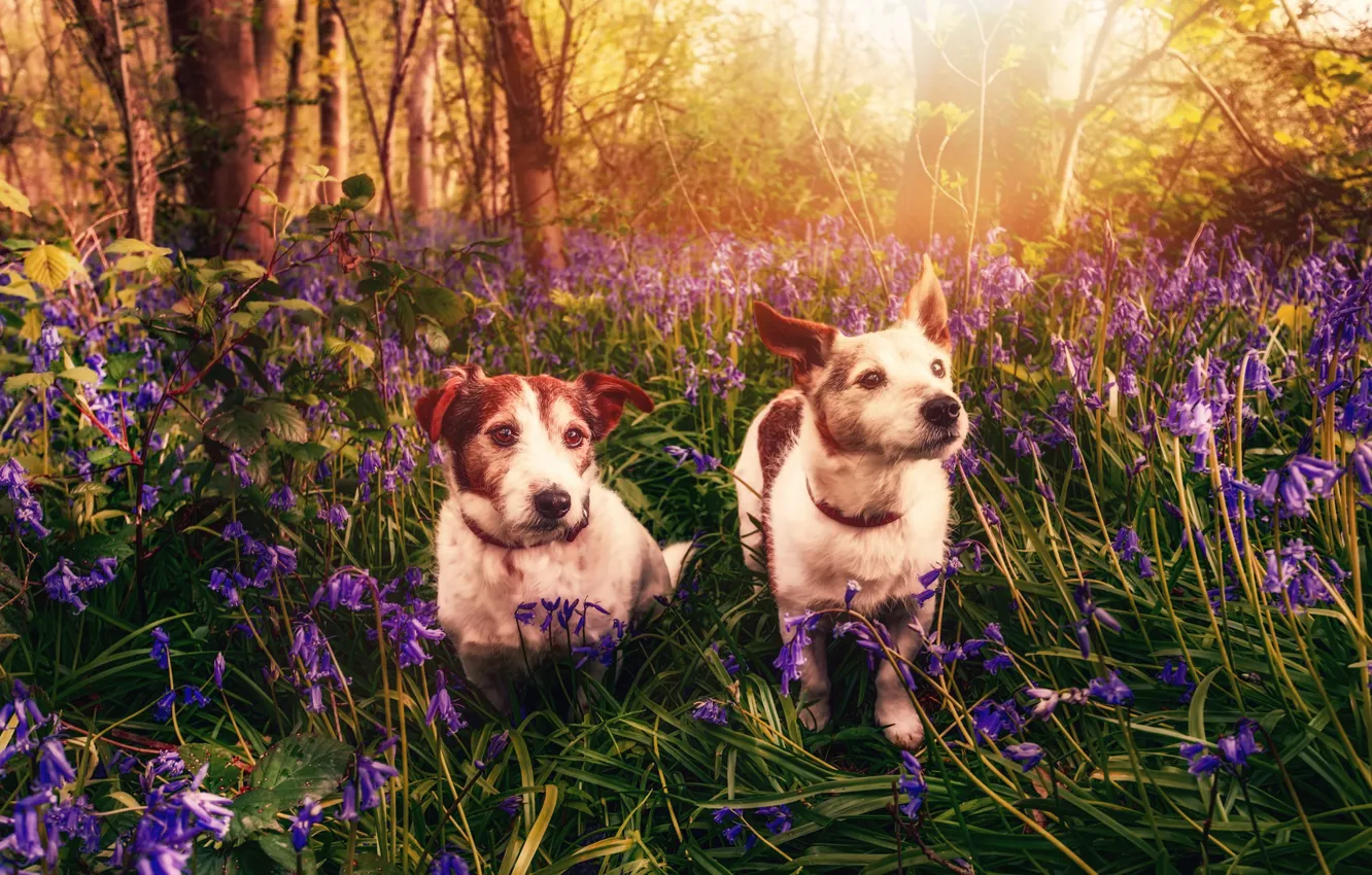 Photo wallpaper dogs, flowers, spring