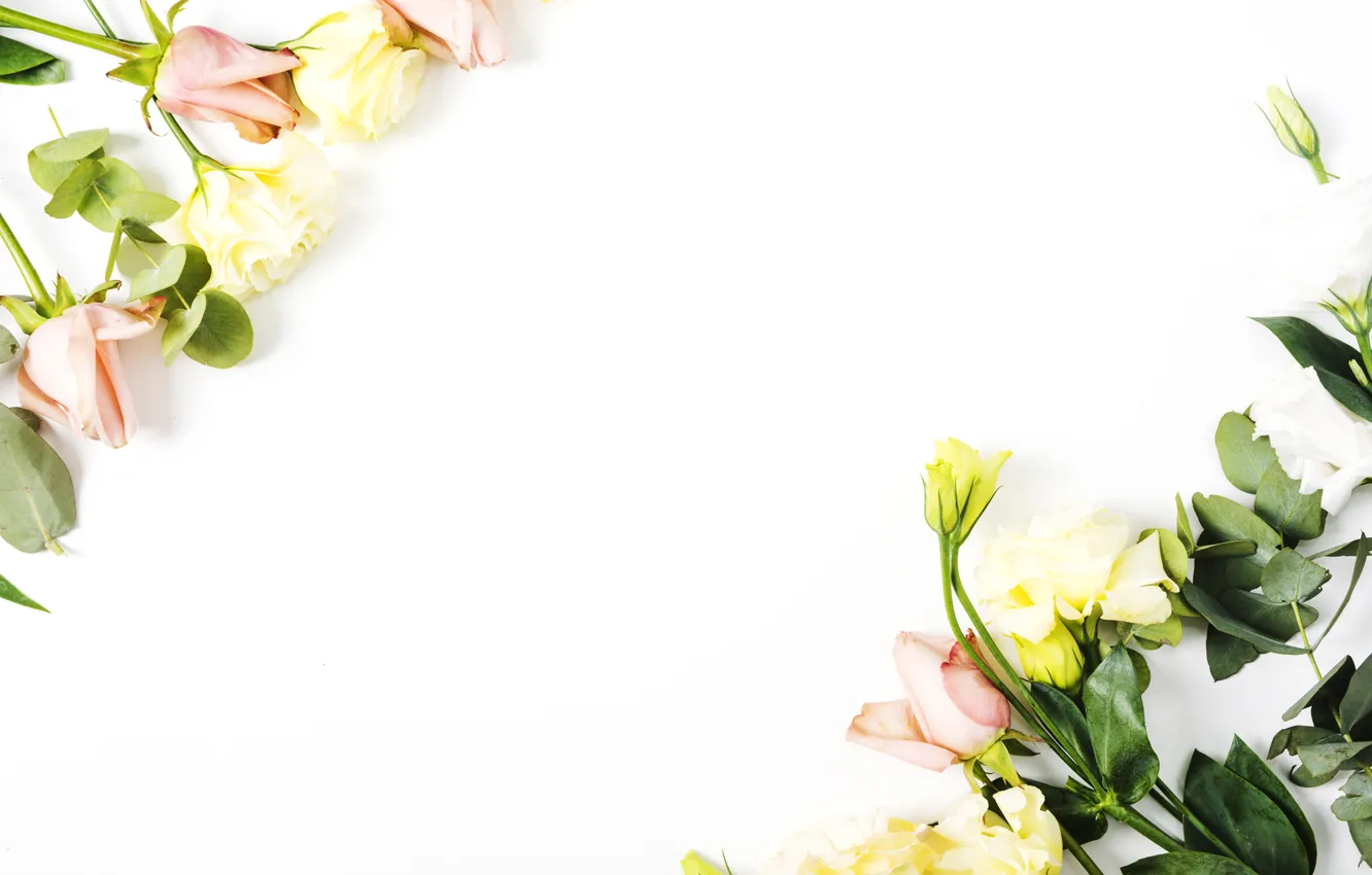 Photo wallpaper flowers, roses, white background, flower, decor, roses, eustoma