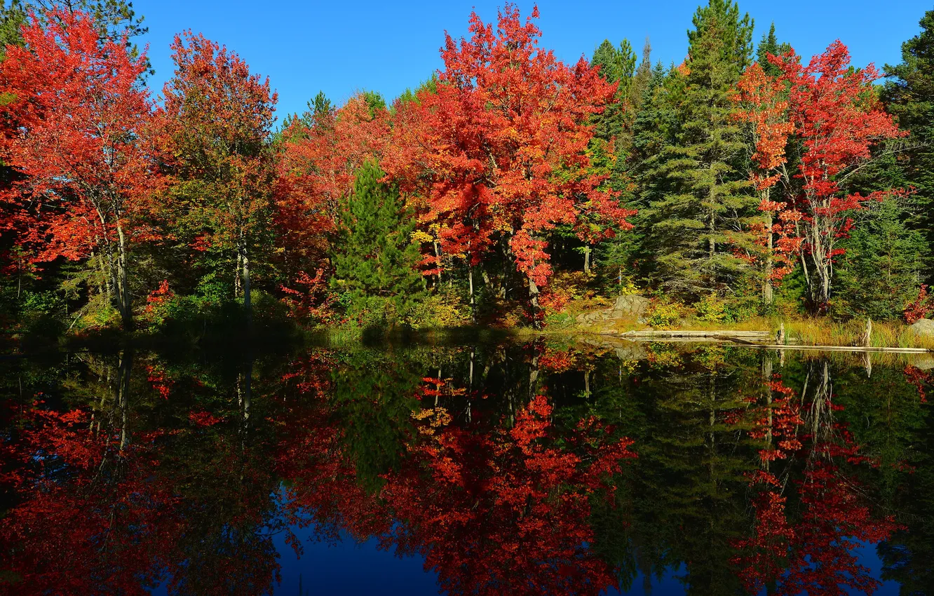 Photo wallpaper autumn, forest, the sky, trees, pond
