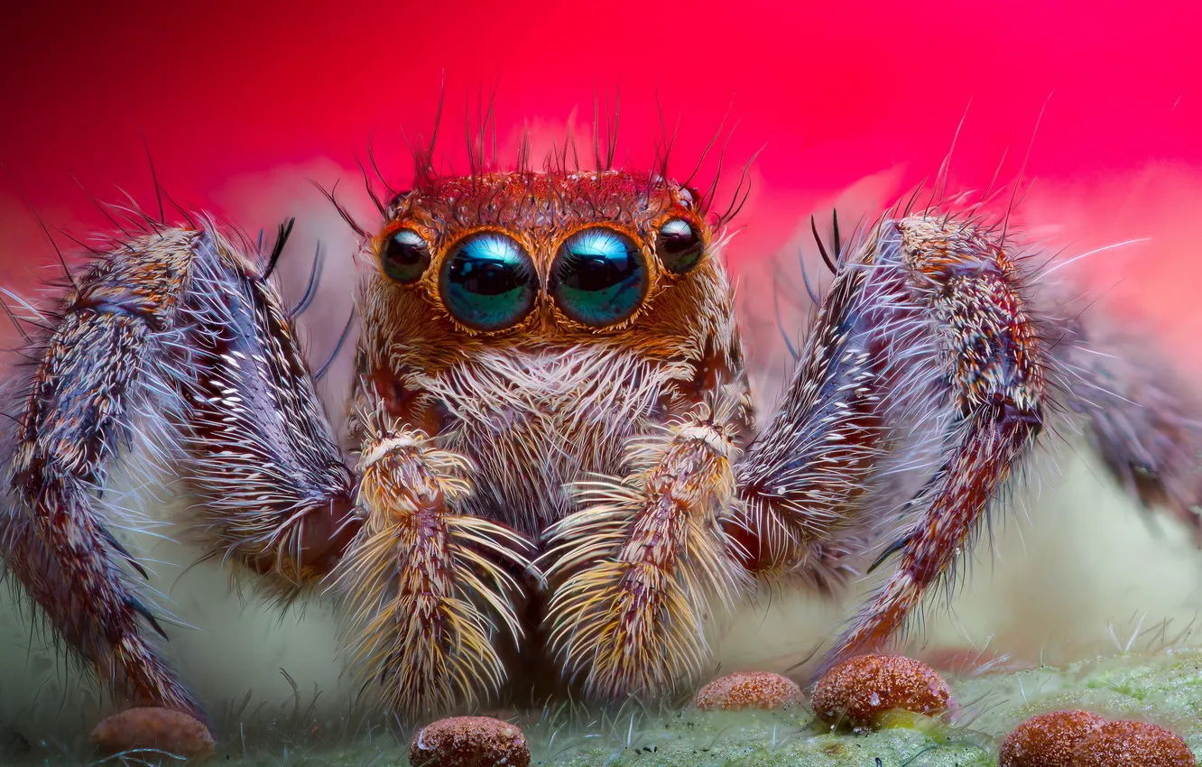 Photo wallpaper eyes, background, spider, hairs, jumping