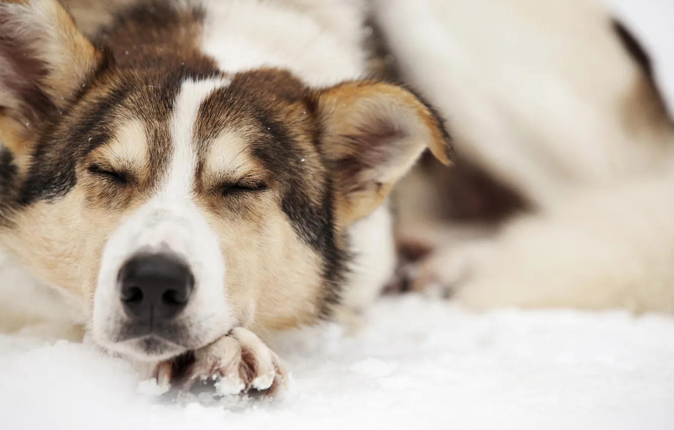 Photo wallpaper background, sleep, dog
