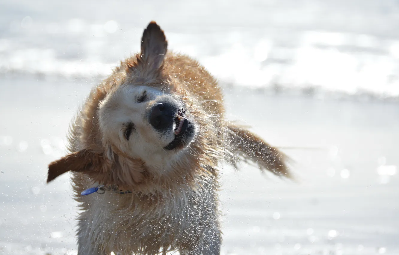 Photo wallpaper water, squirt, dog